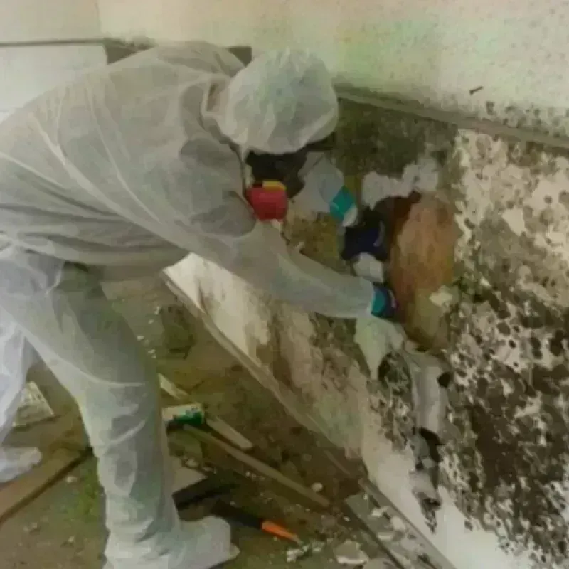 Mold Remediation and Removal in Helena, GA